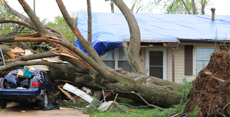 Florida storm tree damage