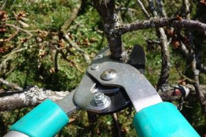 pruning shears 2 300x200